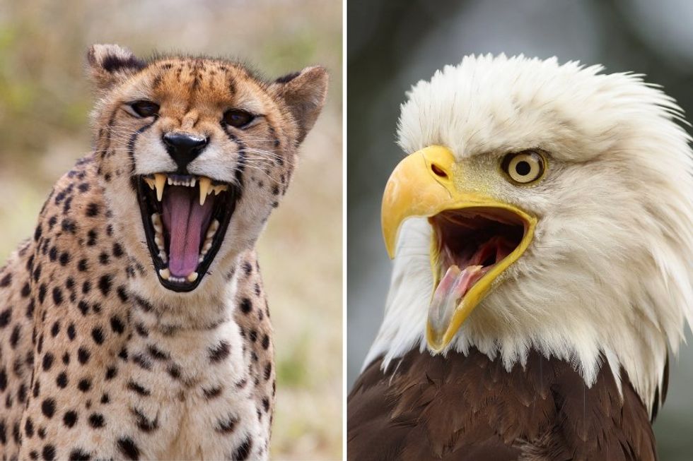 From eagles to cheetahs to porcupines: 7 animals that sound nothing like people expect