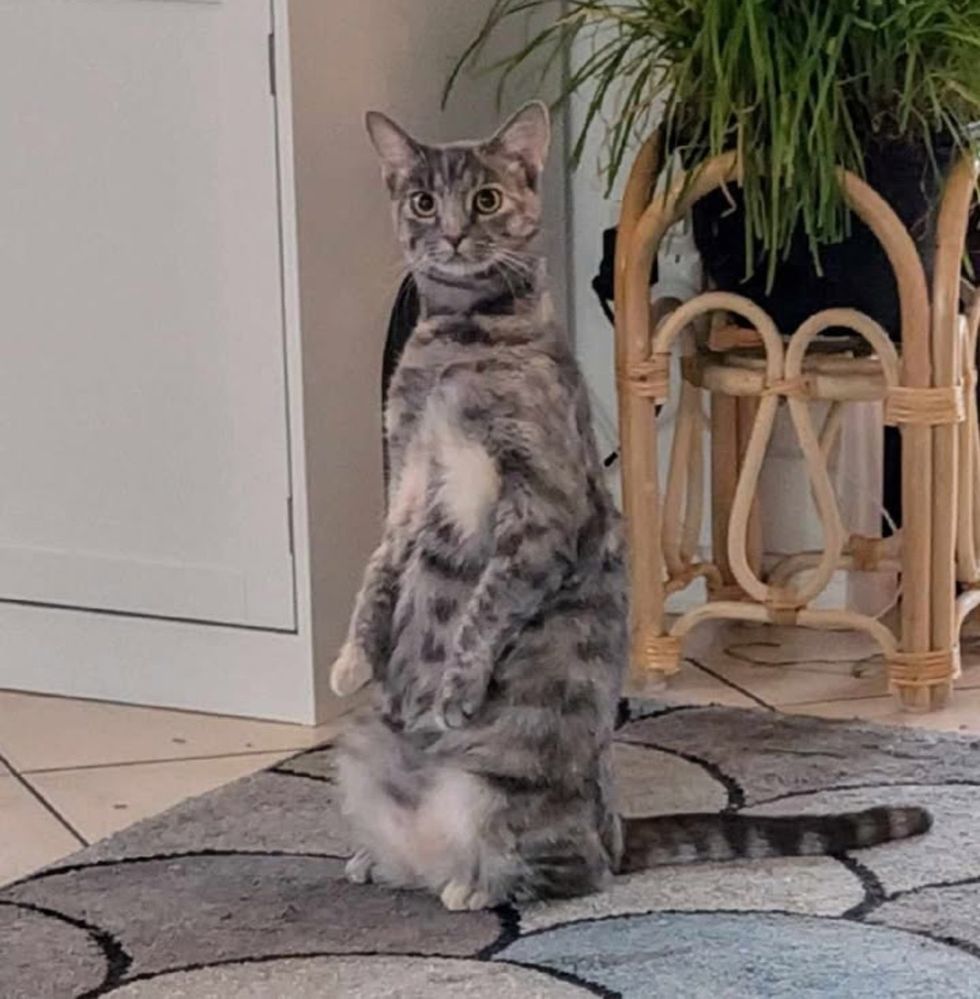 cat meerkat stance