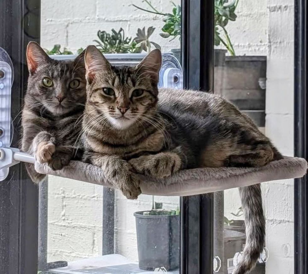 cats snuggles best friends window