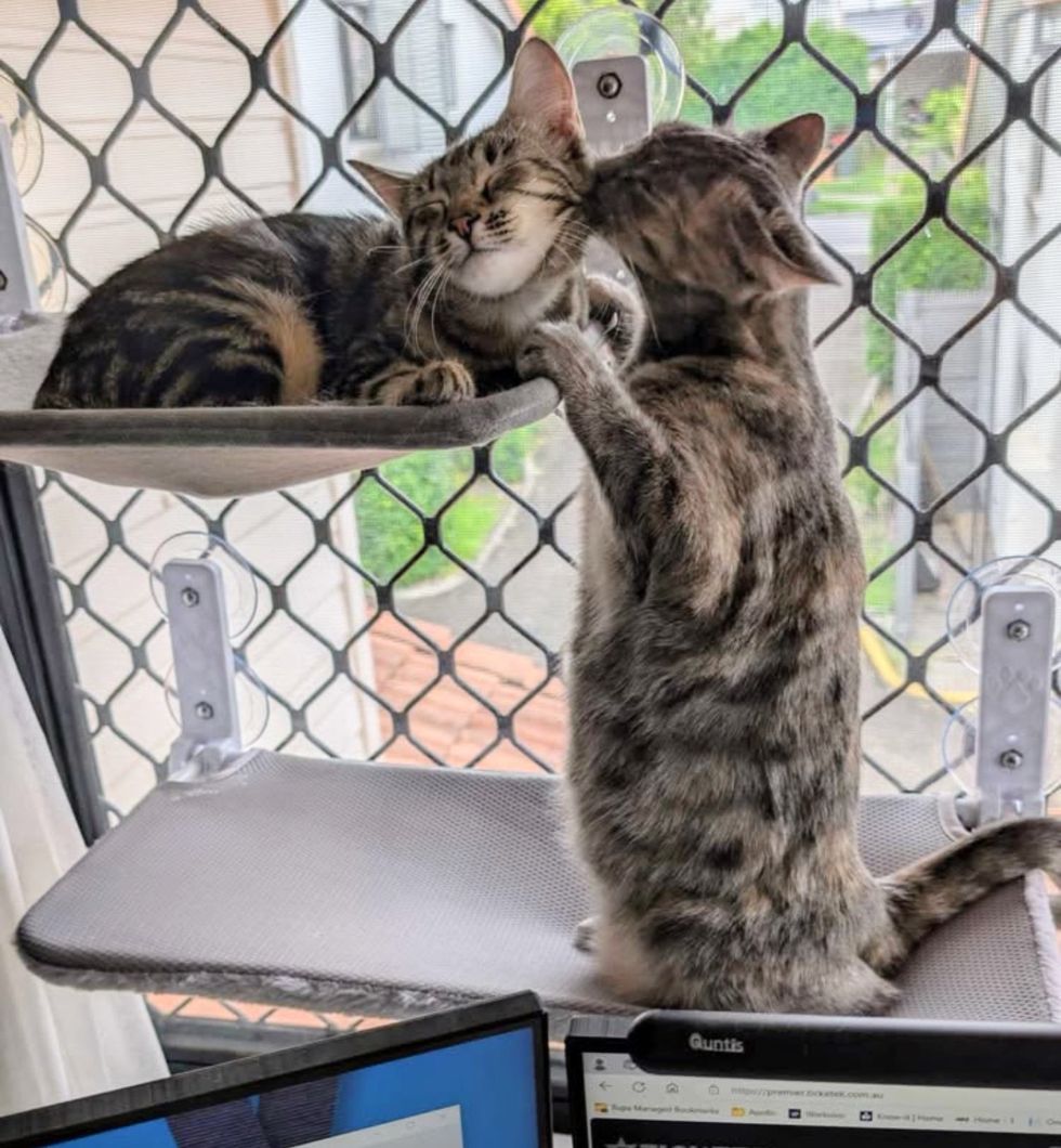 cat adores kitten affection window