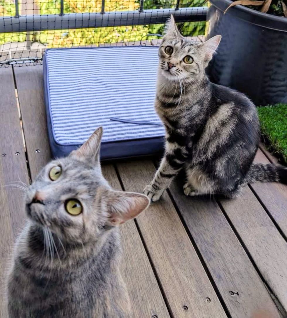 best friends cats balcony