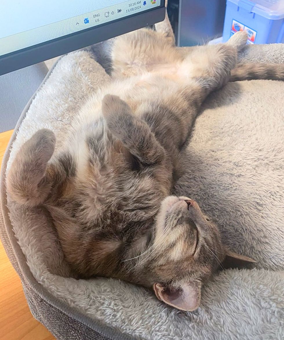 sleeping office cat happy