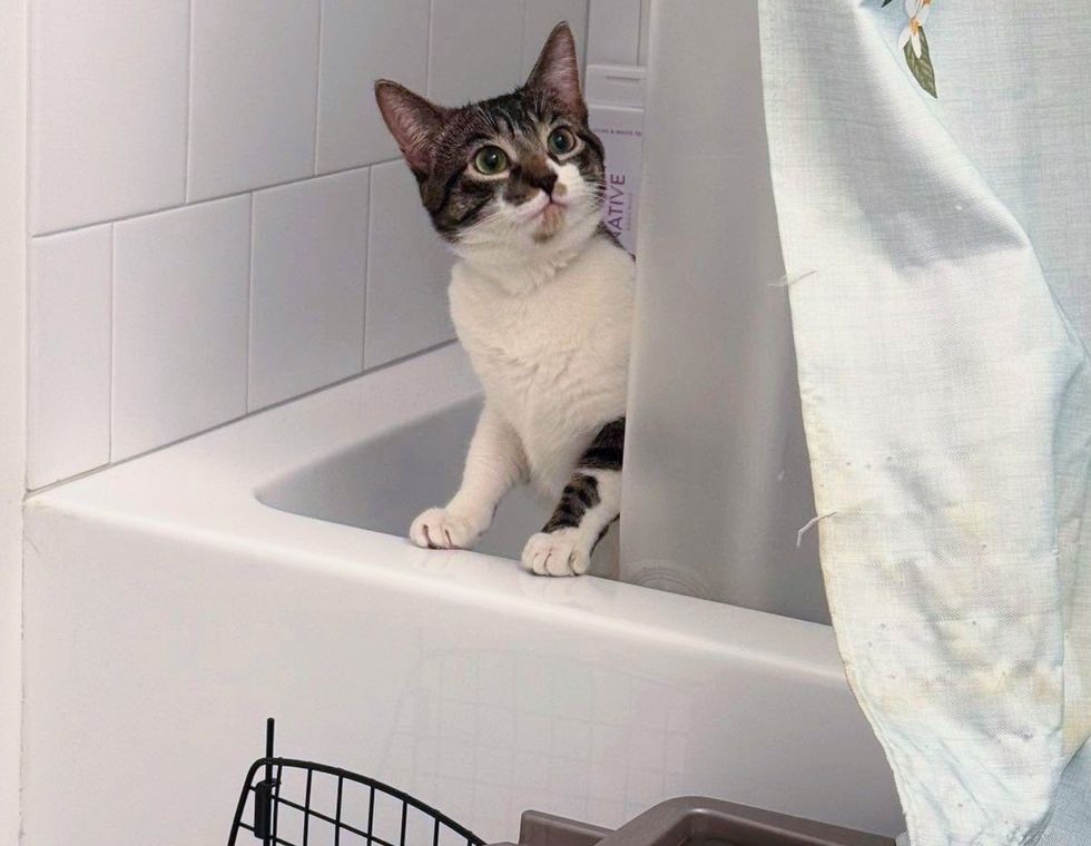 cat explores bathroom