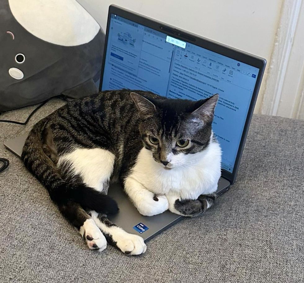 cat sits laptop