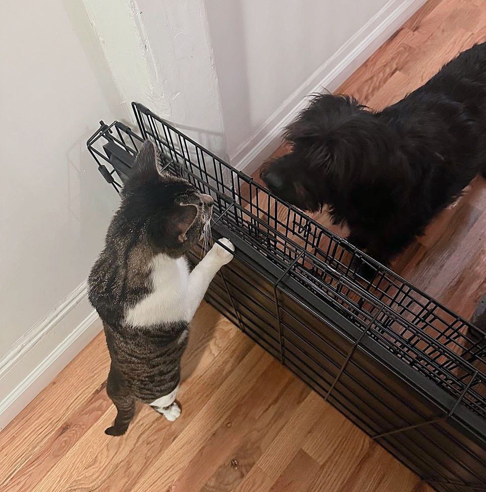 cat meets dog