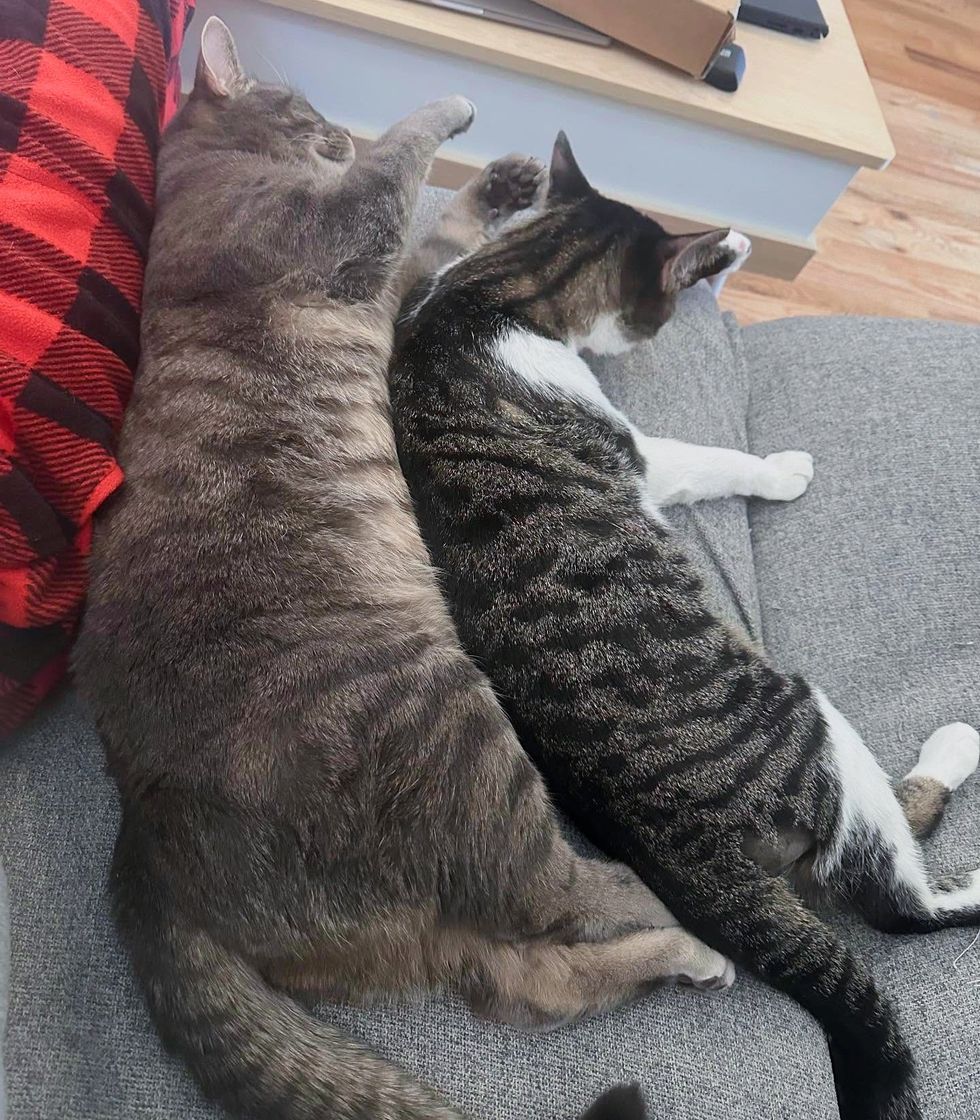 cats snuggly friends