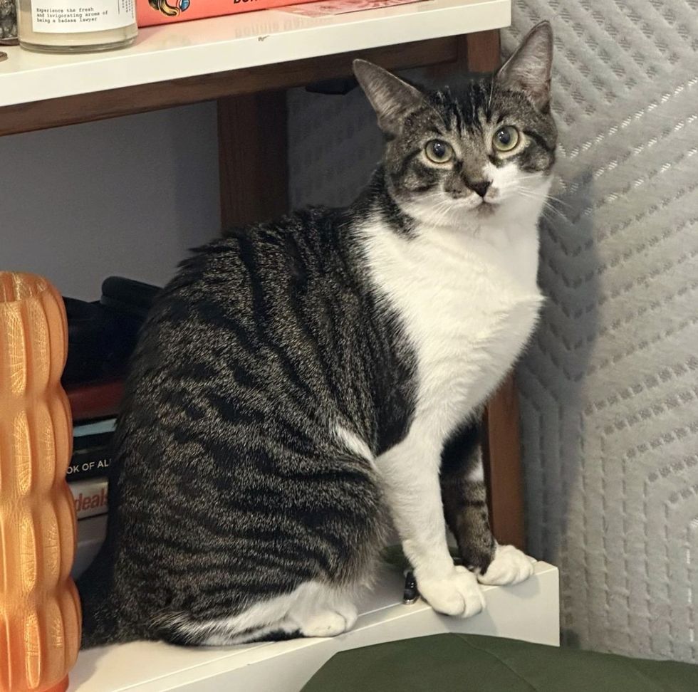 happy book shelter cat