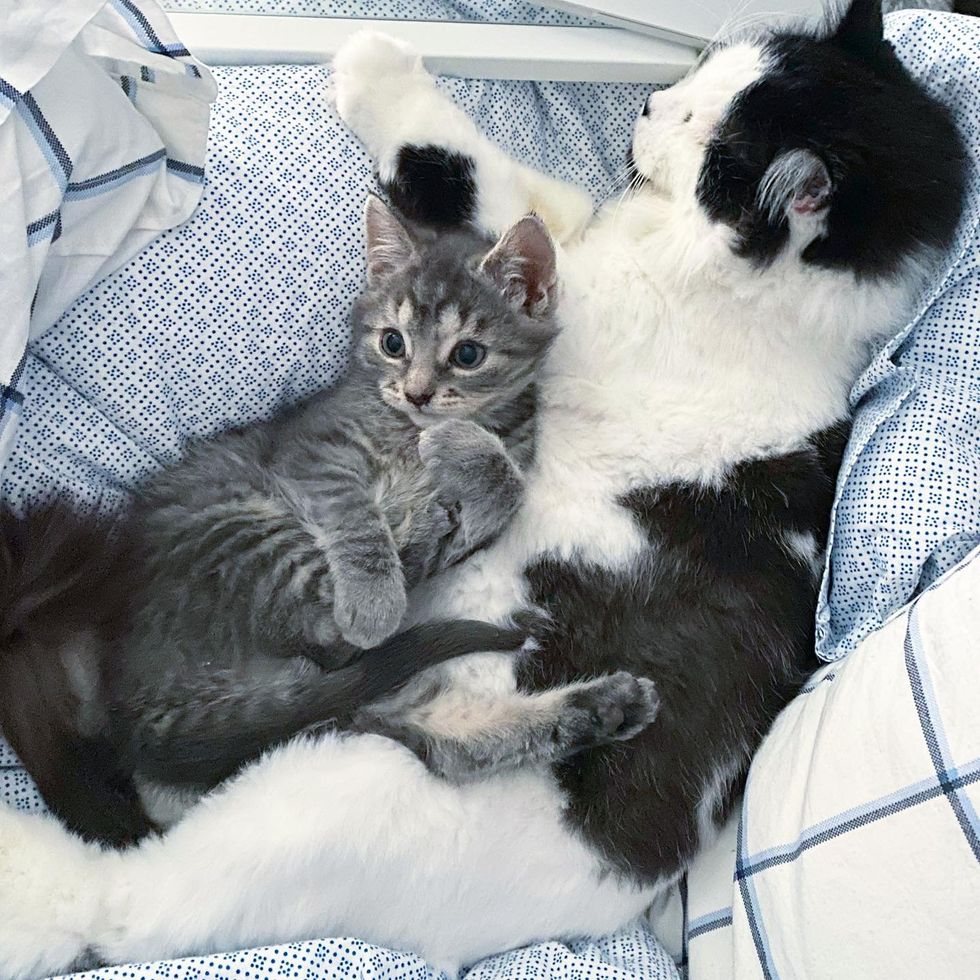 cat snuggles kitten