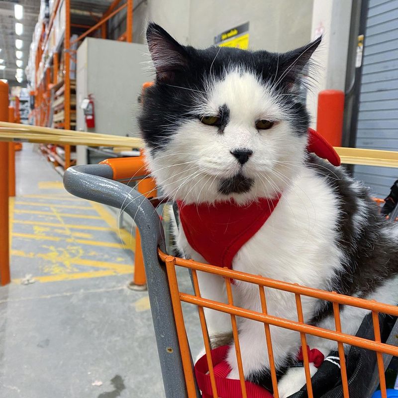 cat trip home depot