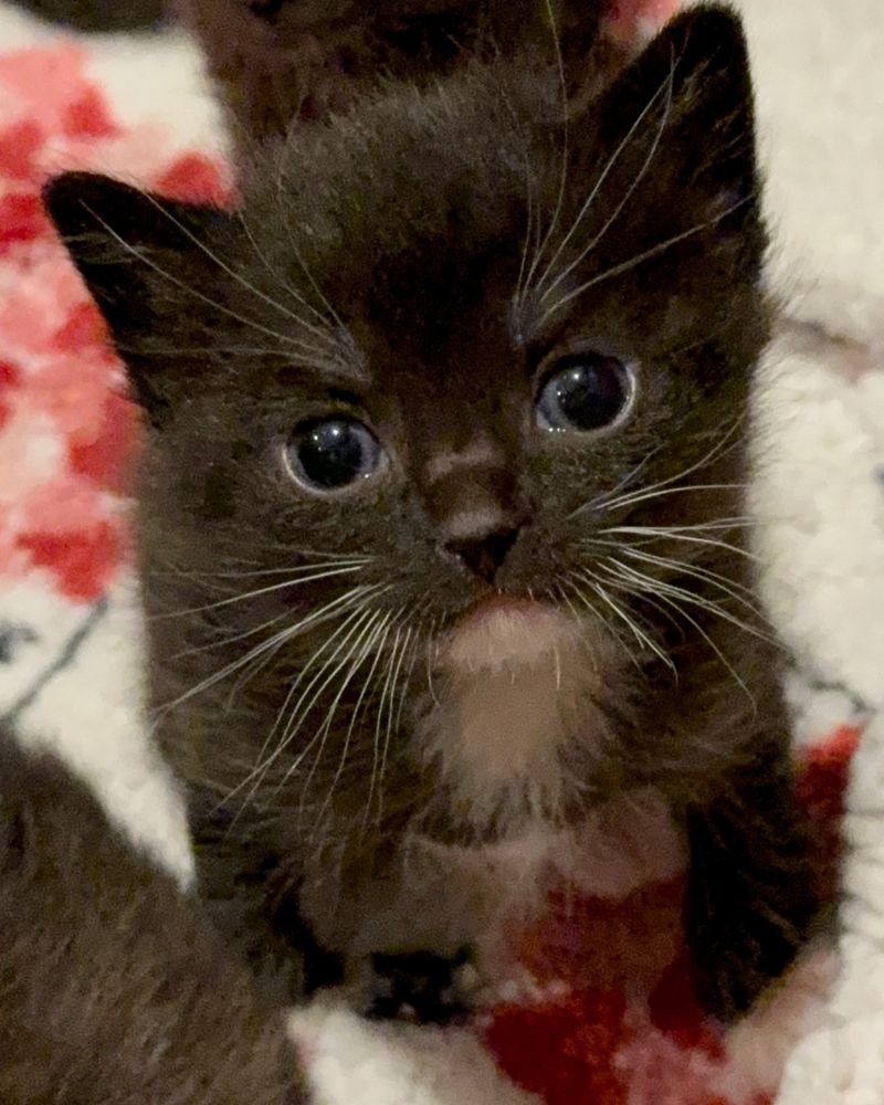 tuxedo kitten gazing