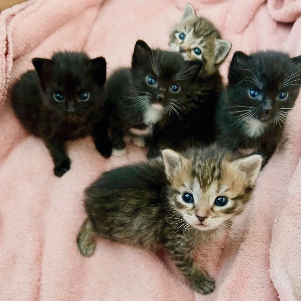 kittens tiny tuxedo tabby