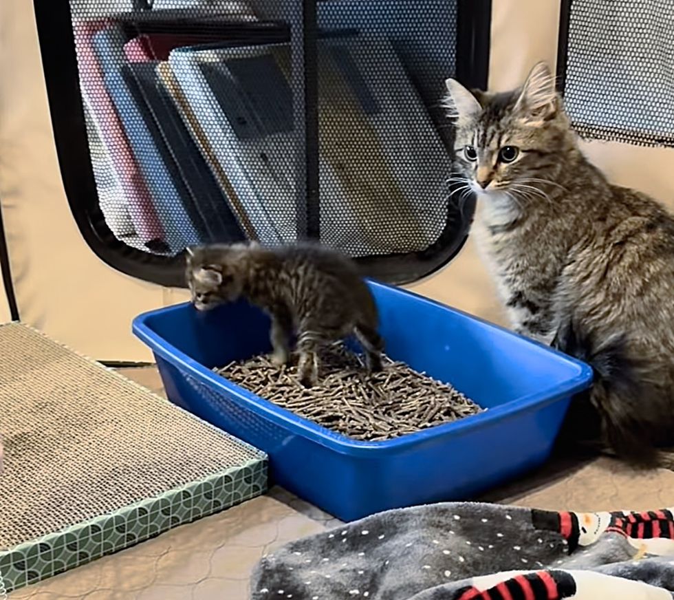 cat kitten litter box