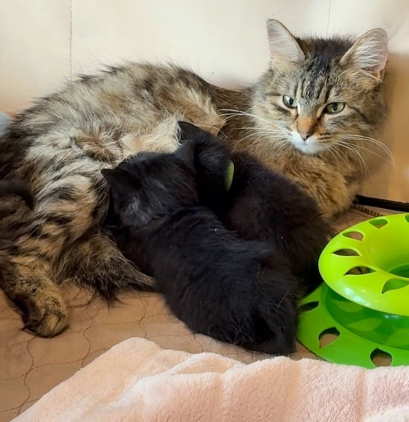 cat nursing kittens