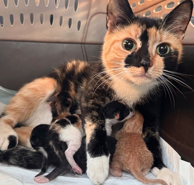 calico cat nursing kittens