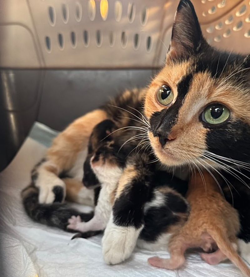 calico cat nursing kittens