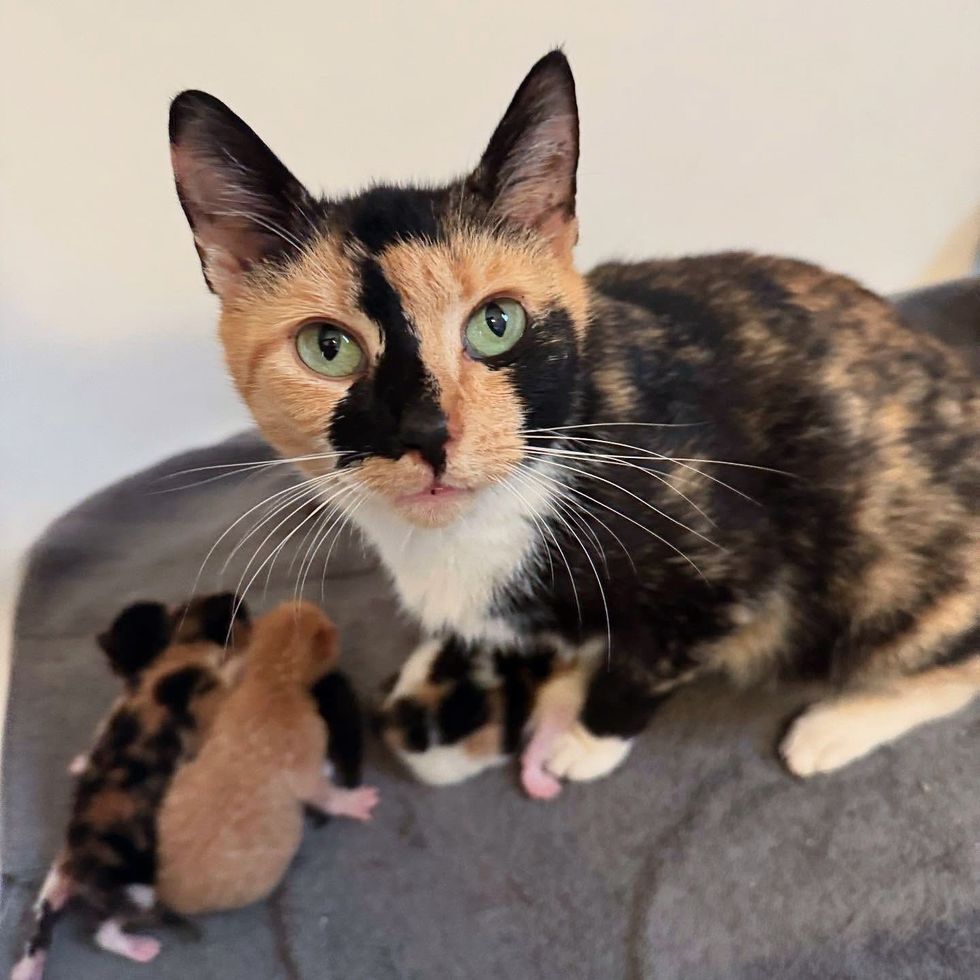 calico cat newborn kittens