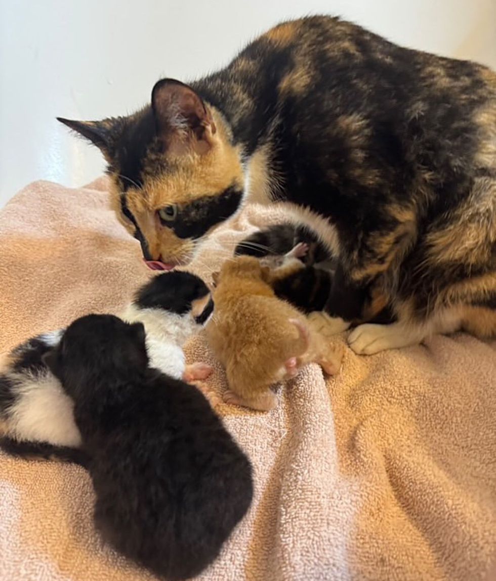 calico cat tiny kittens