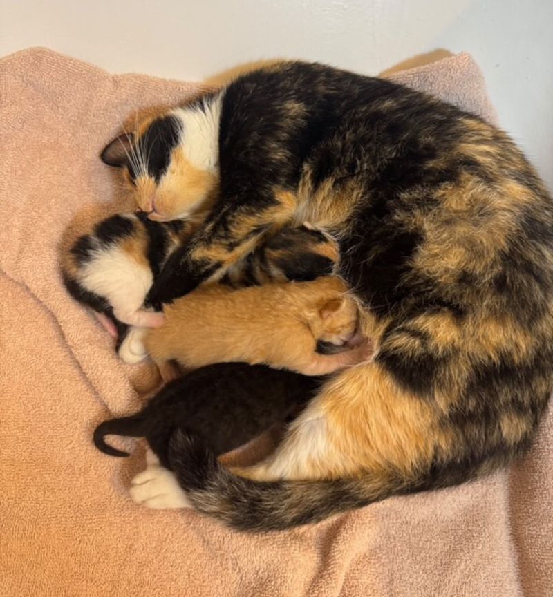 calico cat nursing kittens