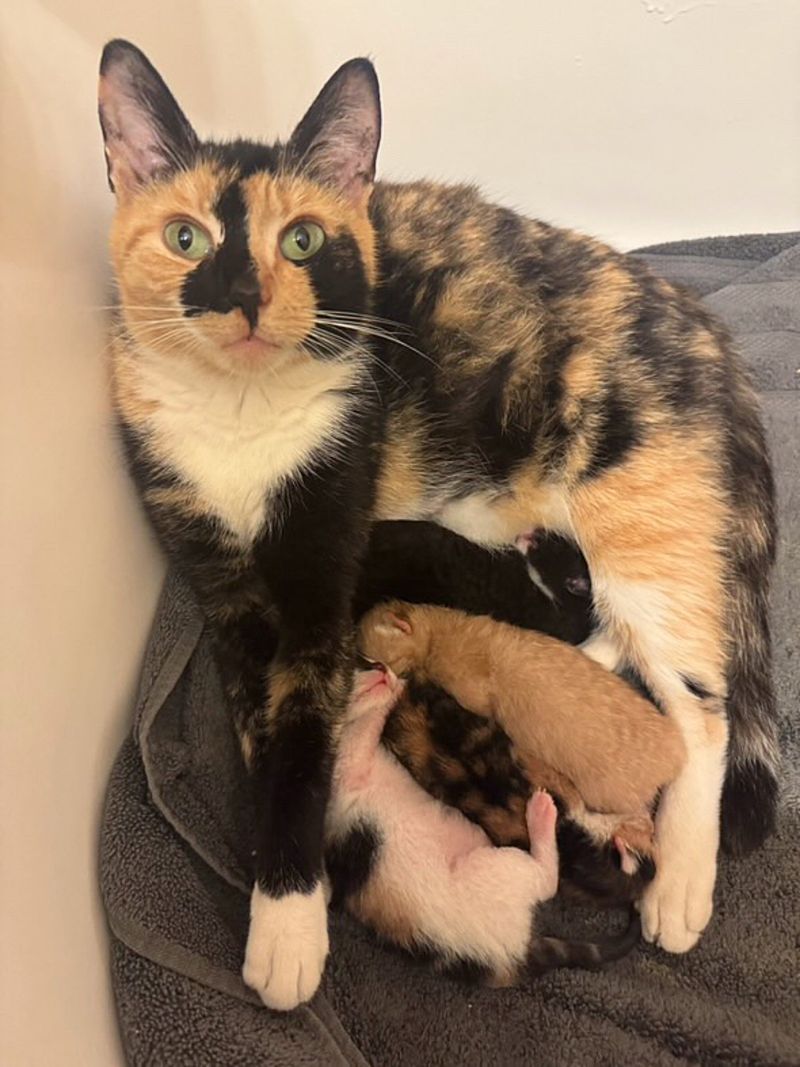 calico cat kittens snuggles