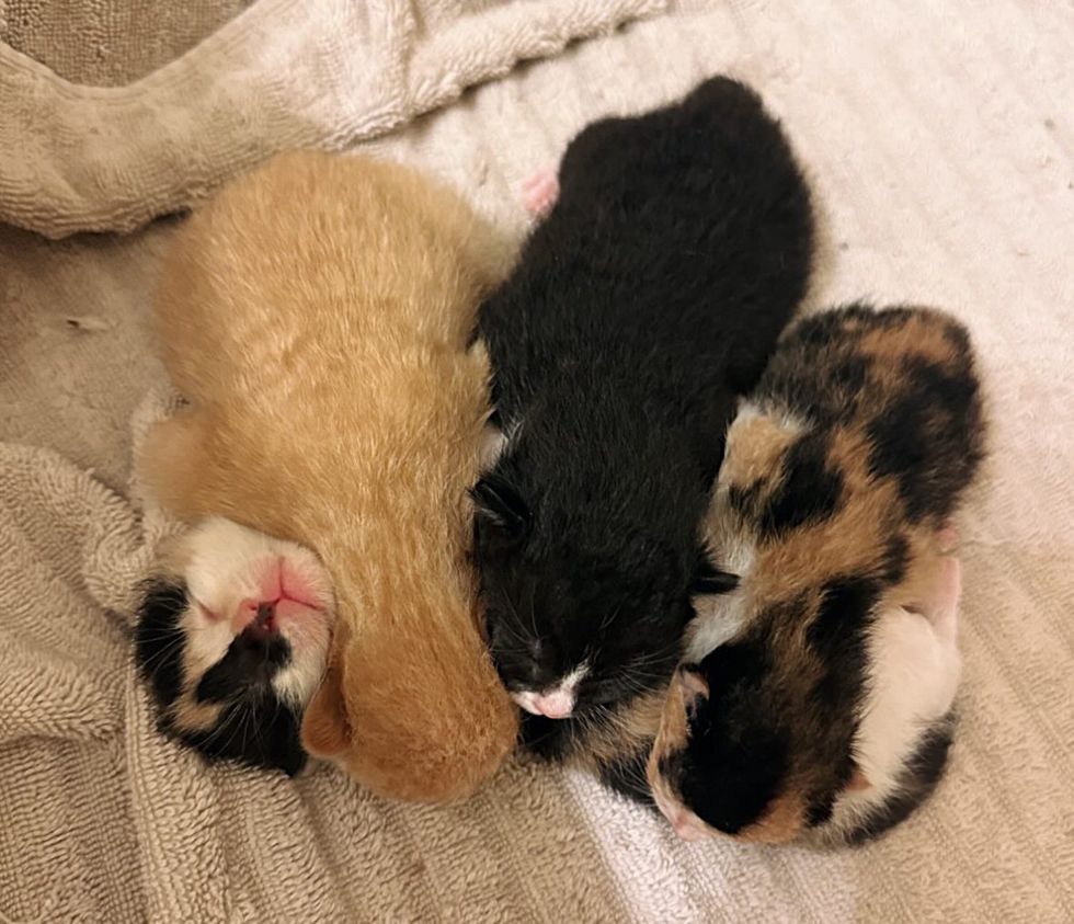 snuggly kittens sleeping