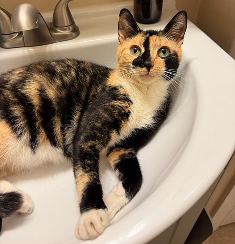 calico cat sink