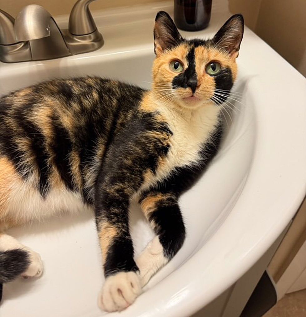 calico cat sink