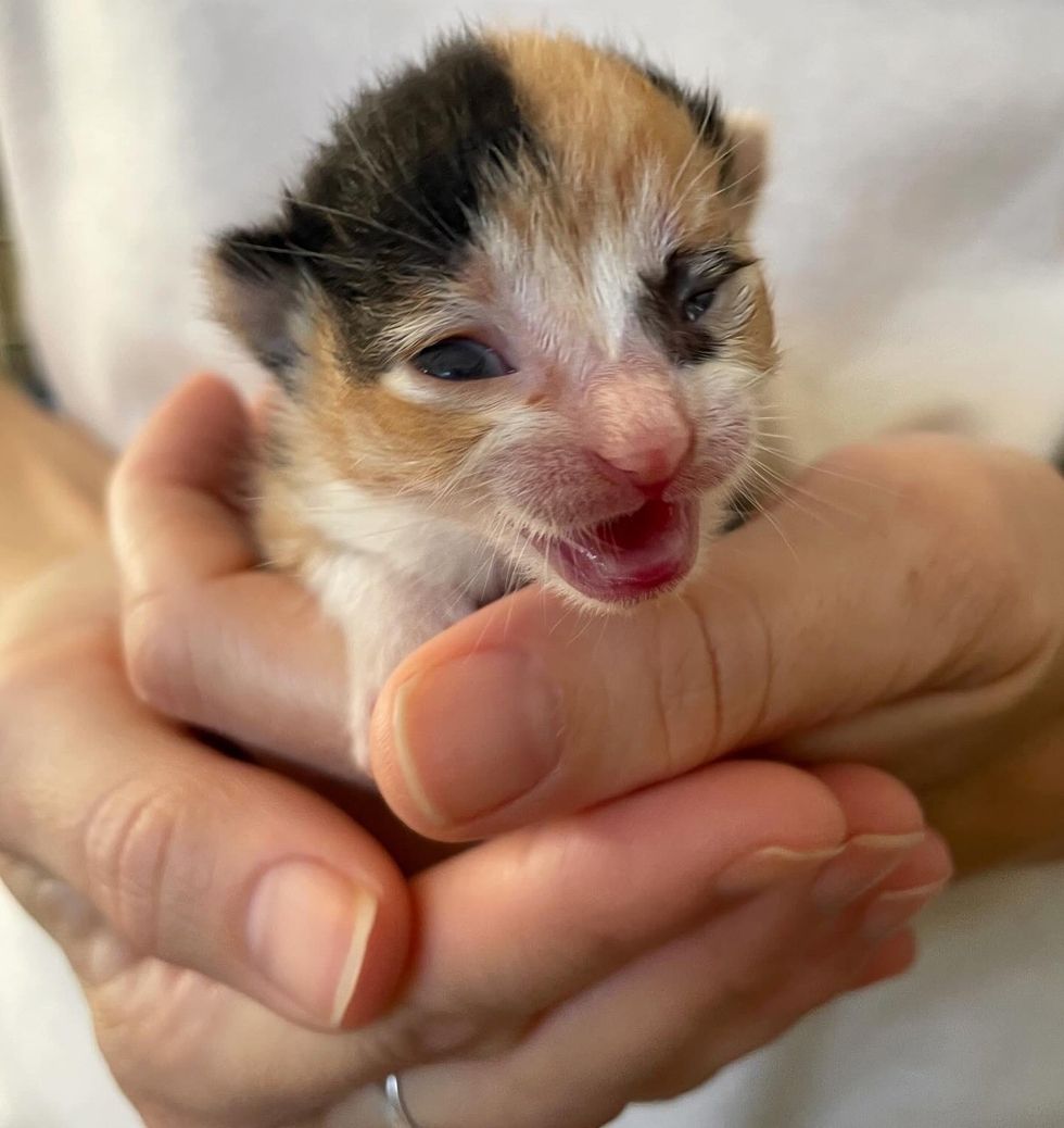 calico kitten tiny