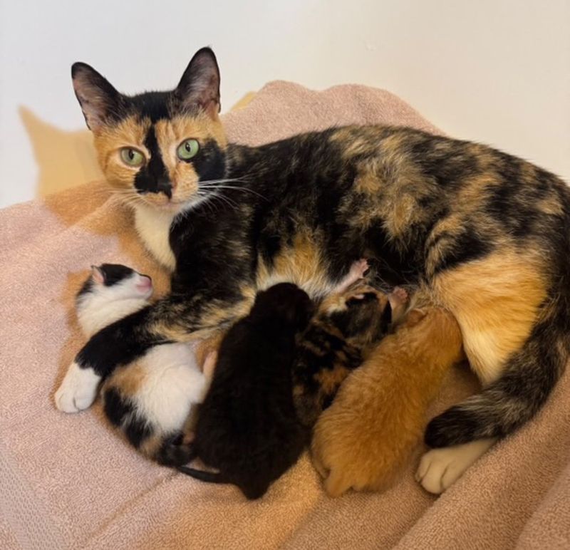 calico cat nursing kittens