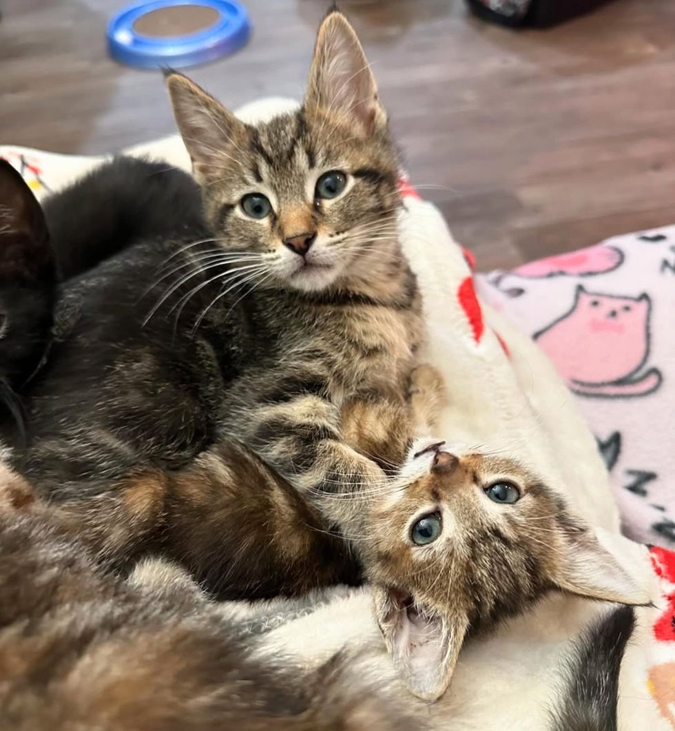 tabby kittens lap cats