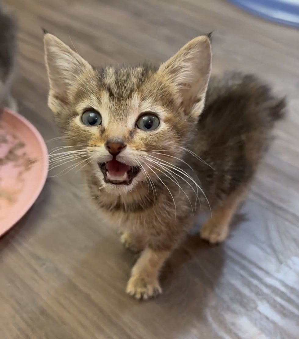 tiny kitten meowing