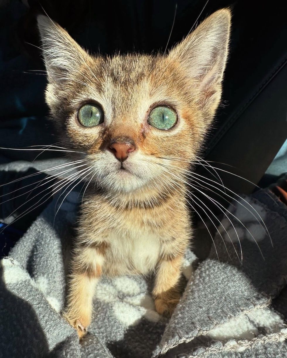 tiny tabby kitten eyes