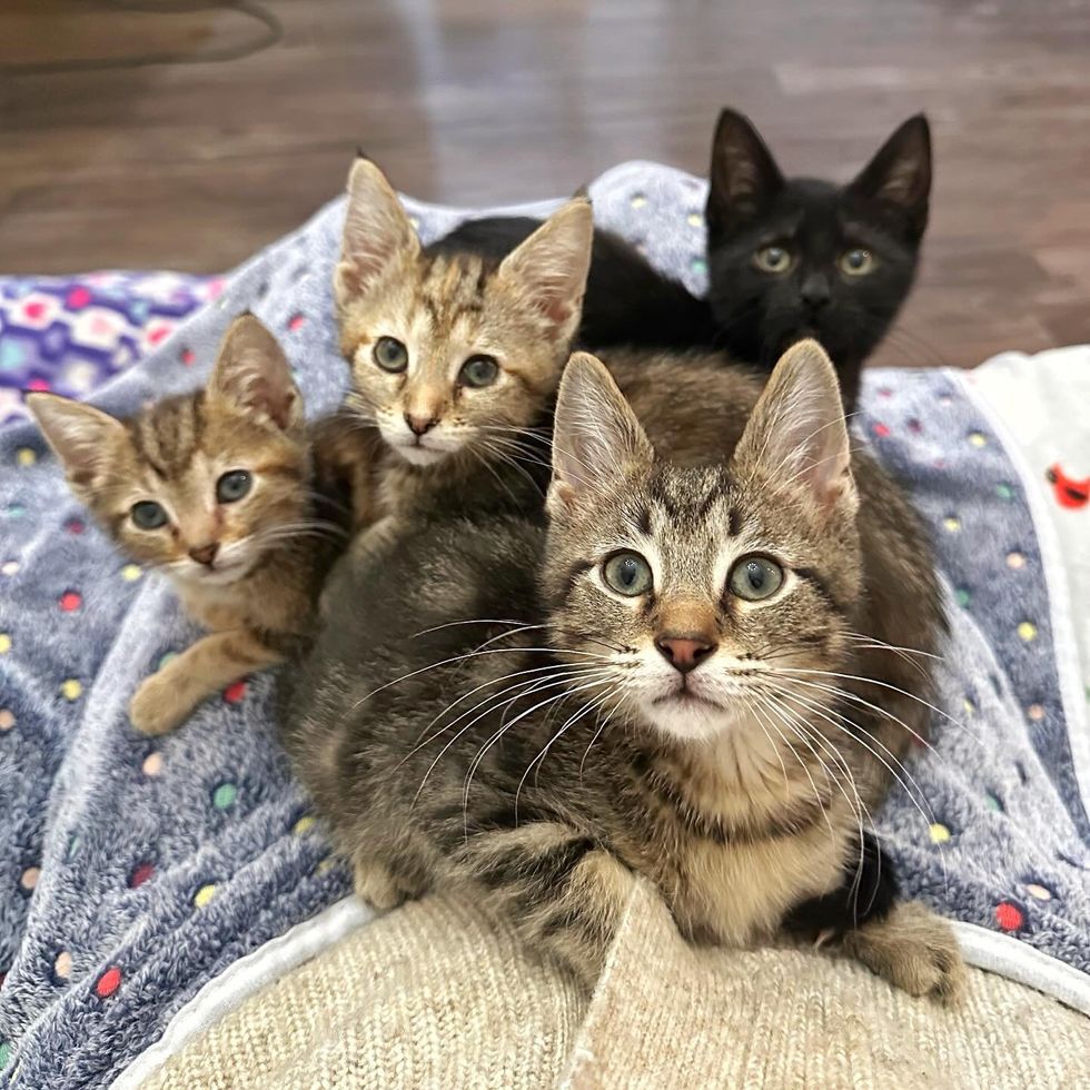 kittens snuggles lap cats