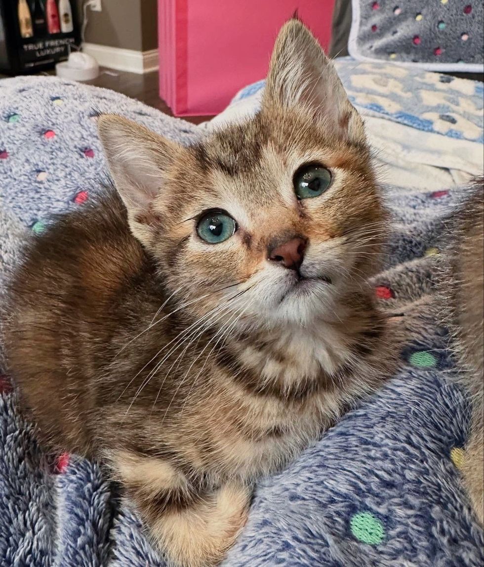 sweet kitten snuggles