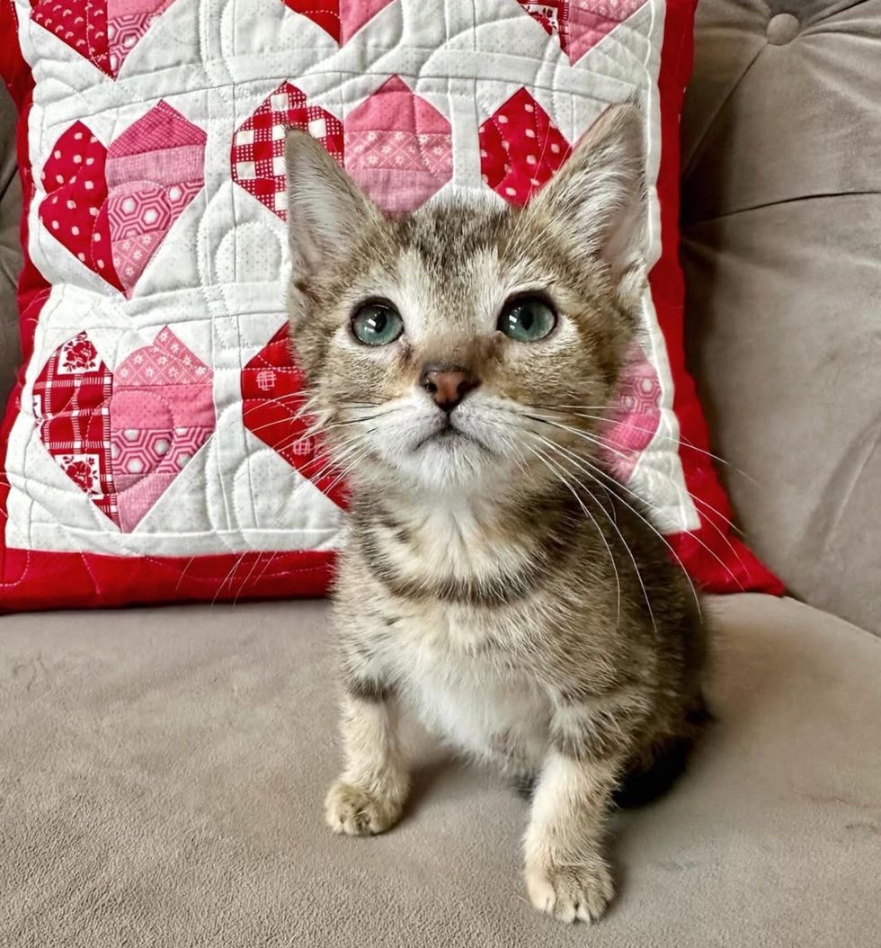 sweet kitten couch