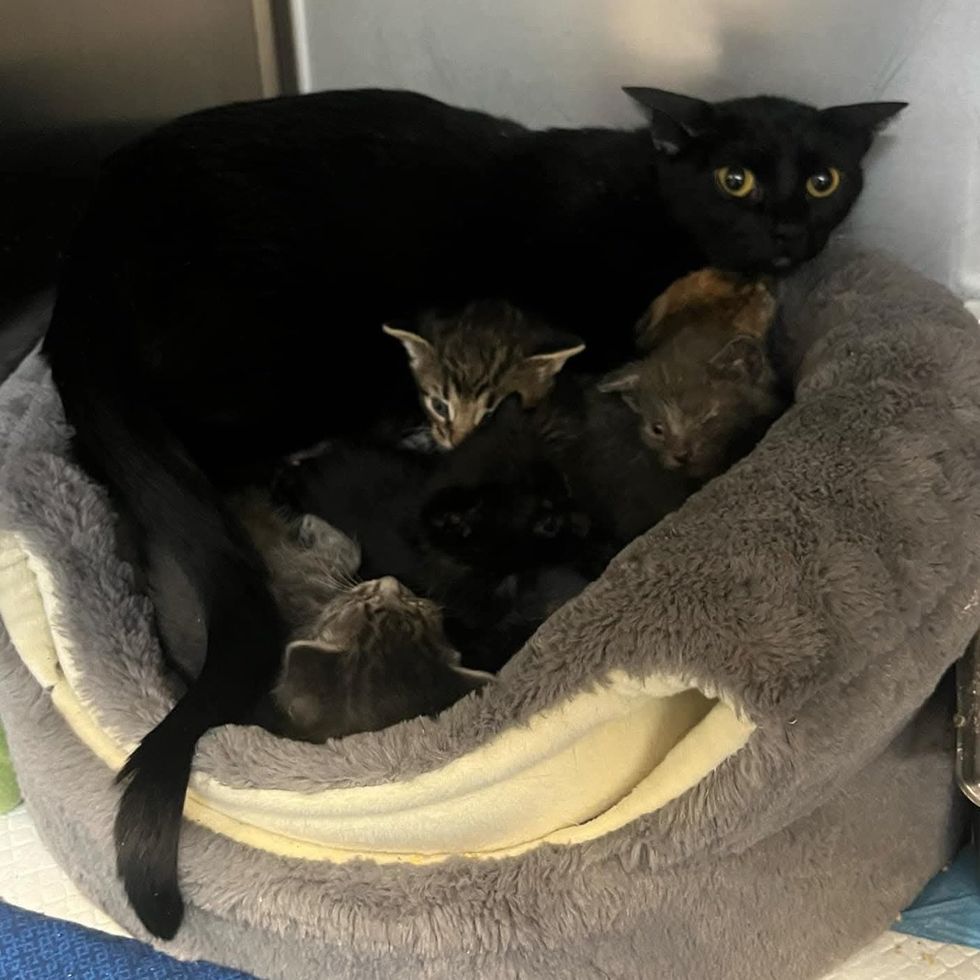 shelter cat kittens