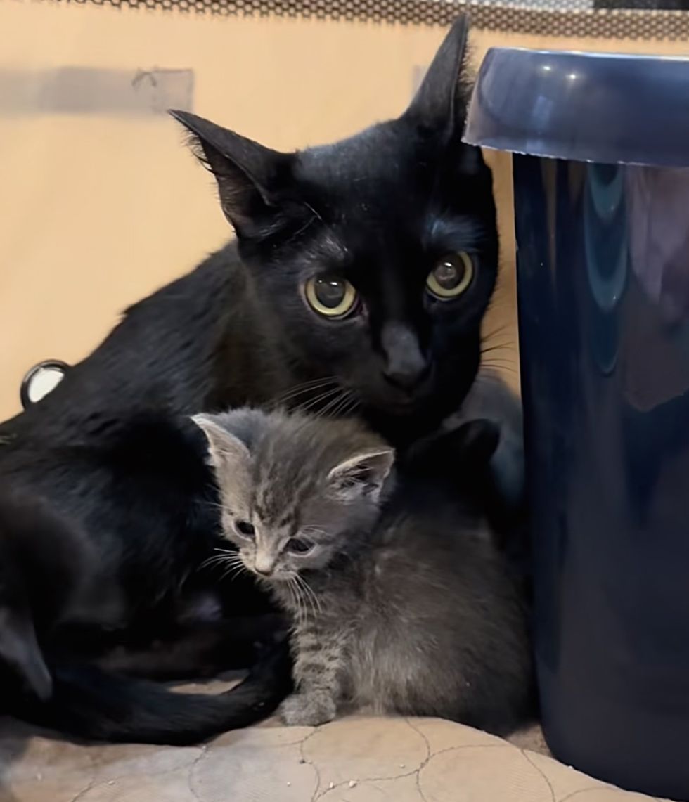 cat snuggles tiny kitten