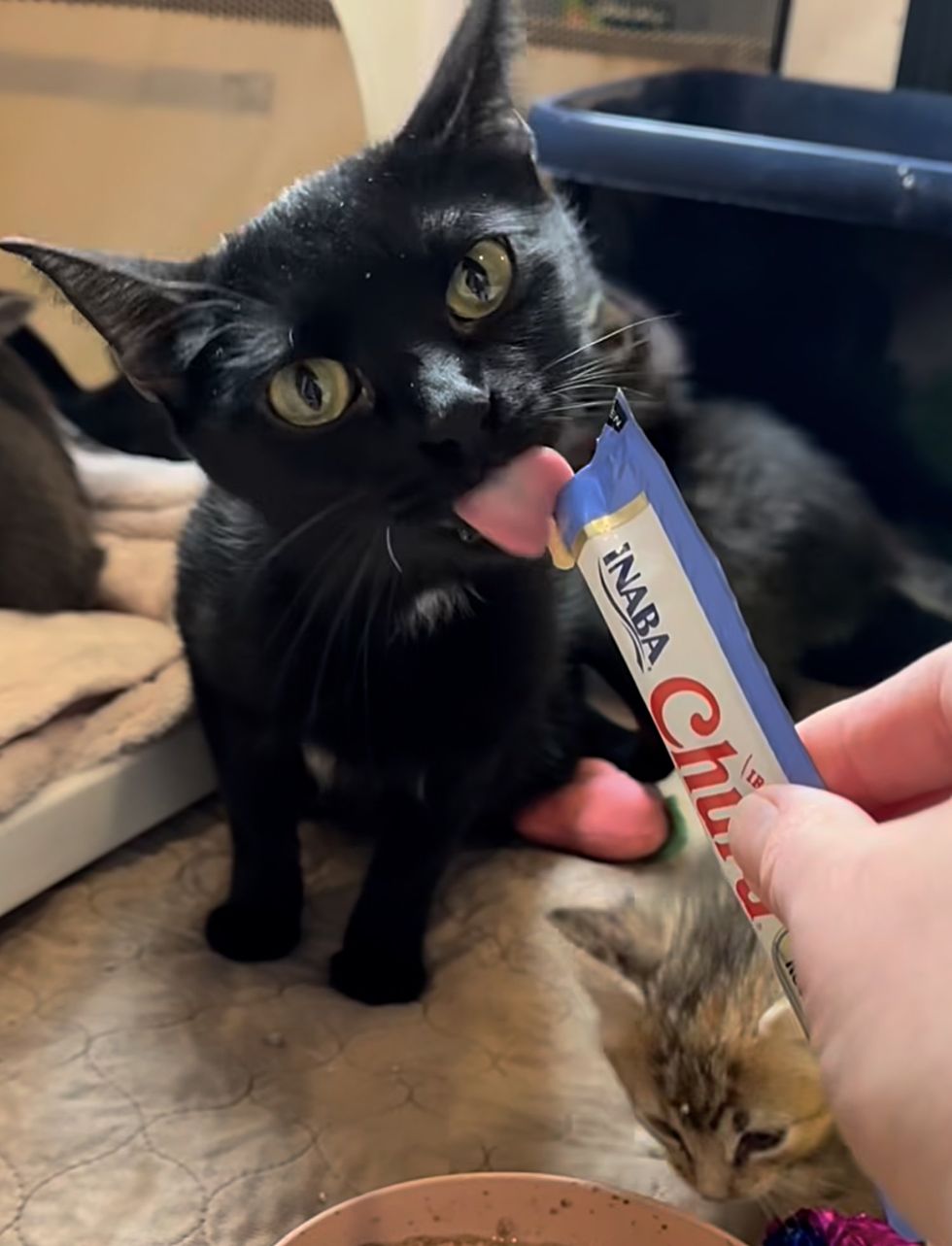 cat house panther treats