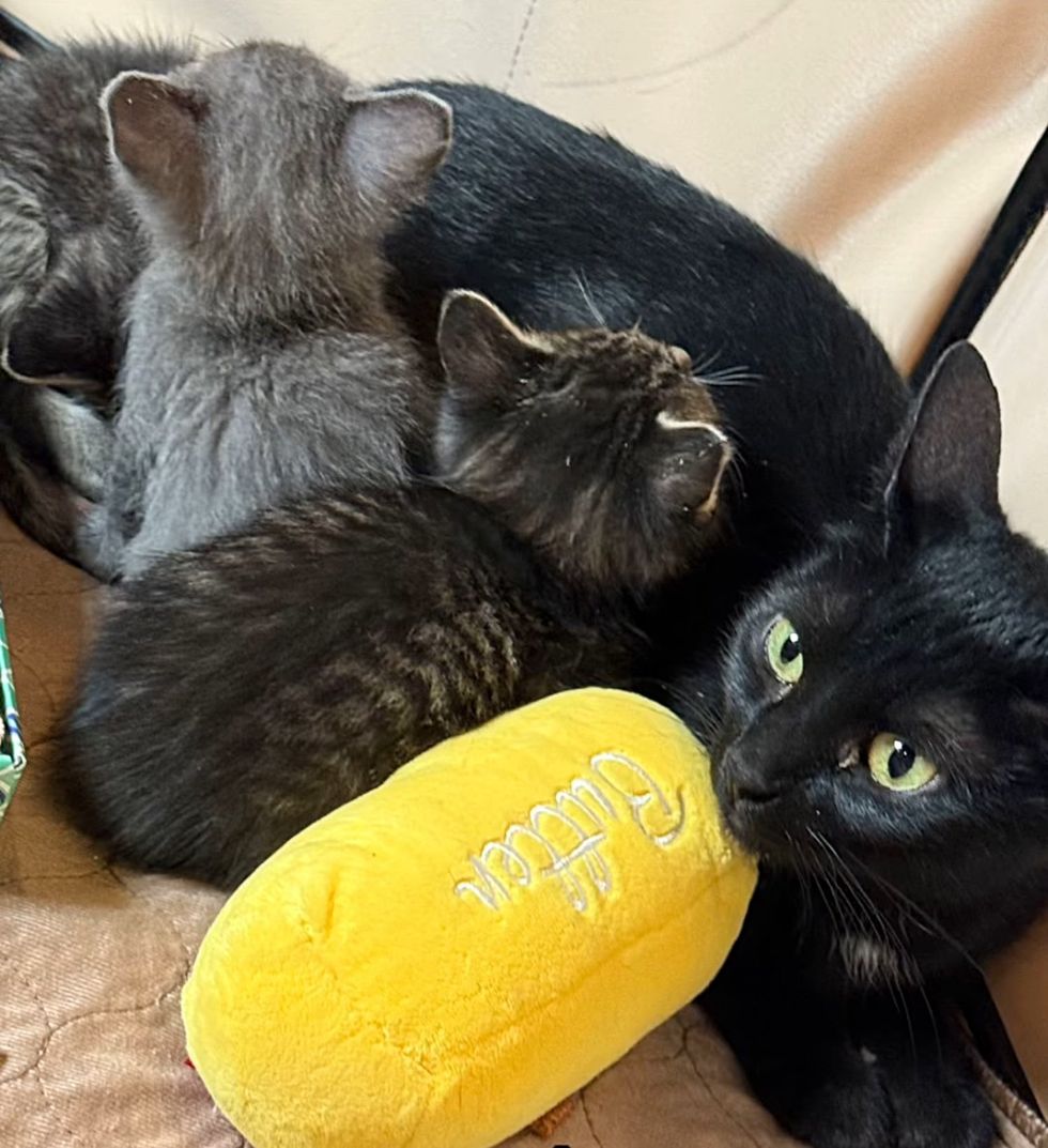 cat nursing snuggles kittens