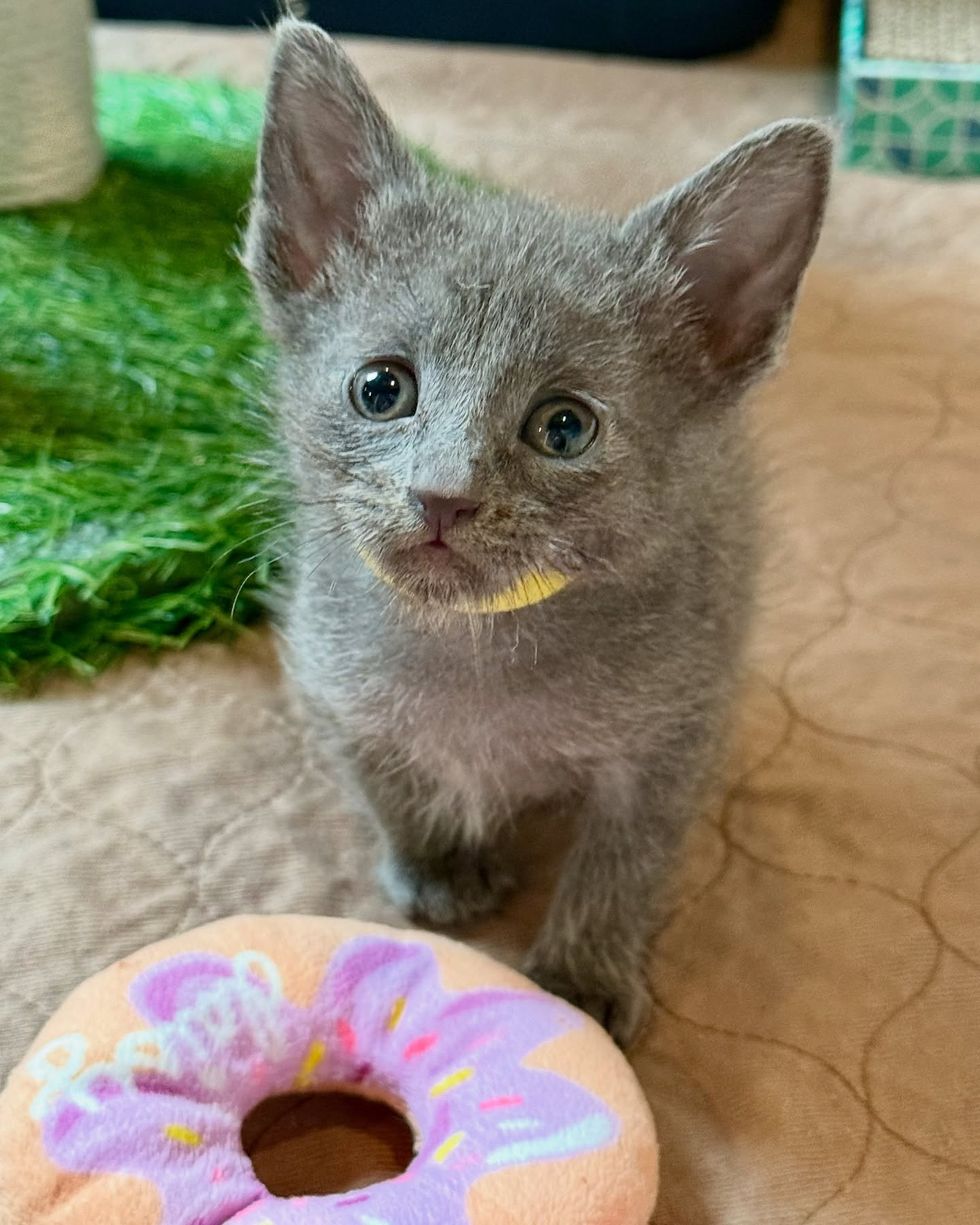 tiny gray kitten big ears