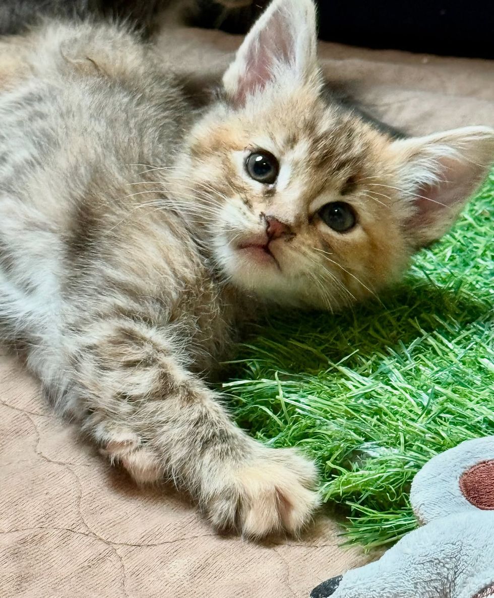 torbie kitten fluffy