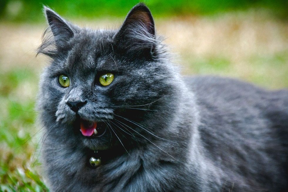 Feral Cat Mother Drops Off Her Kitten at a Family's House... - Love Meow