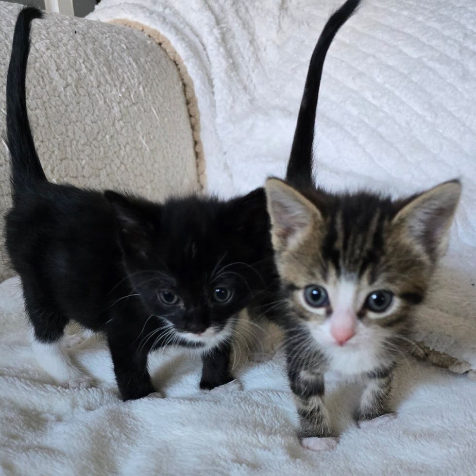 tuxedo kittens tabby brothers