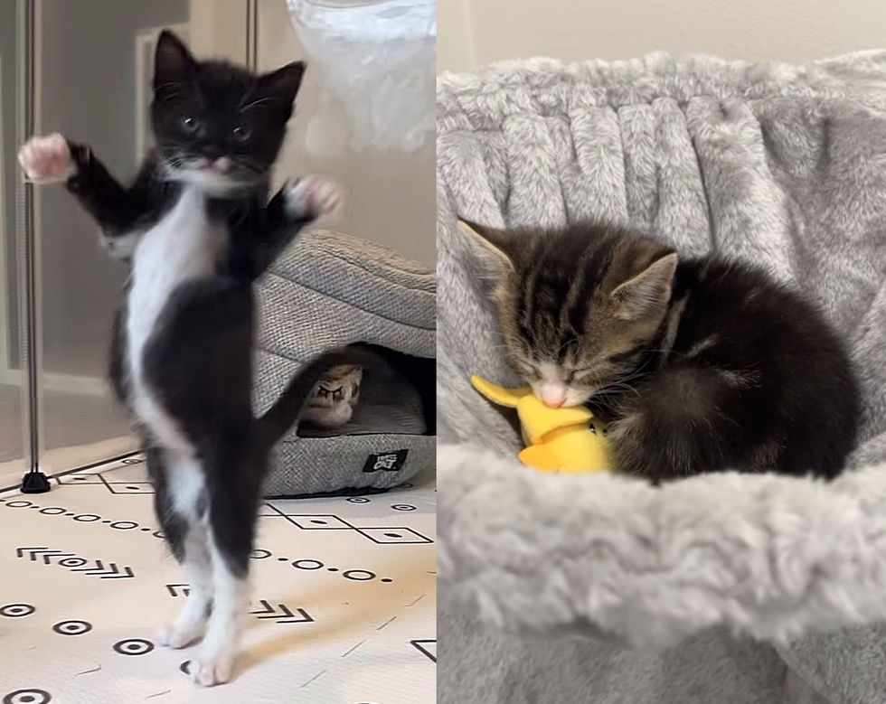 playful tuxedo kitten sleeping tabby