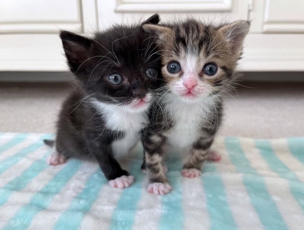 kittens snuggles best friends