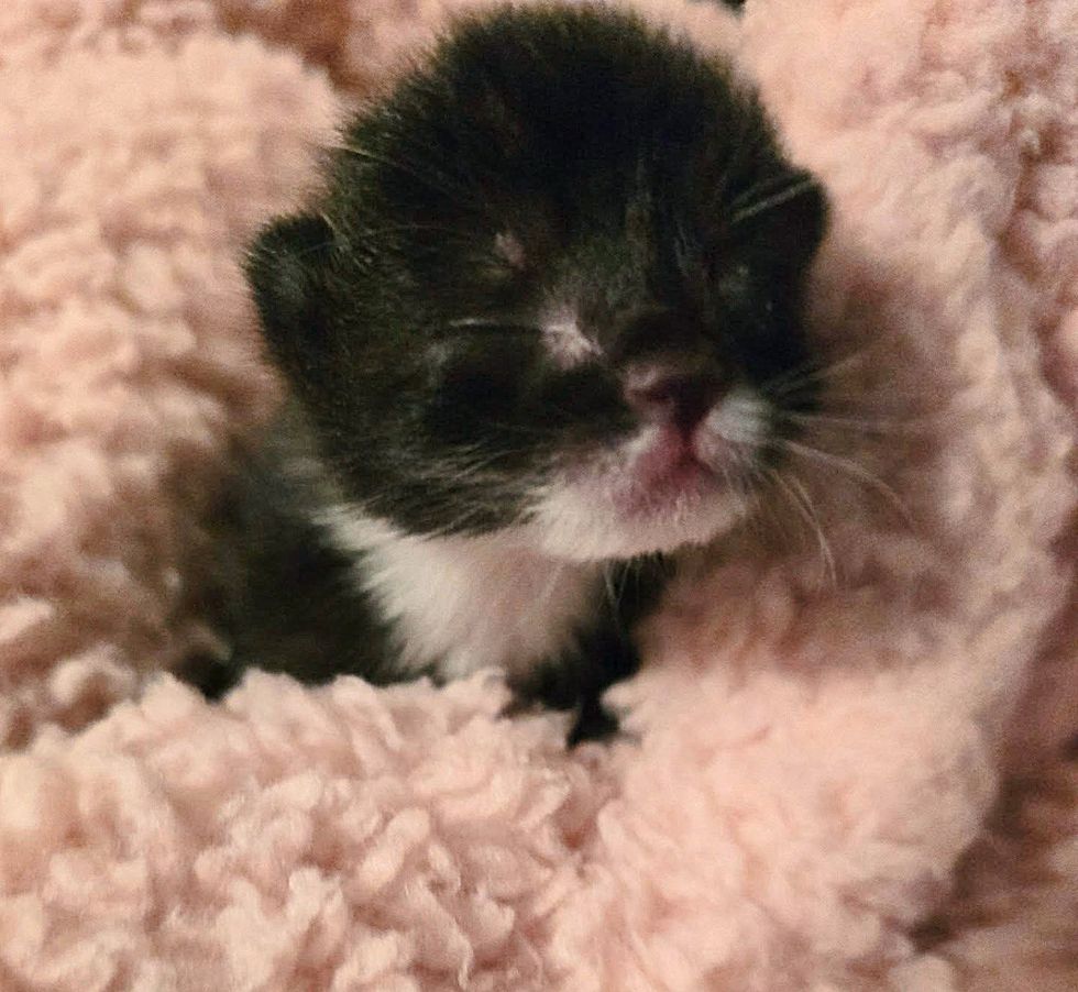 tuxedo newborn kitten