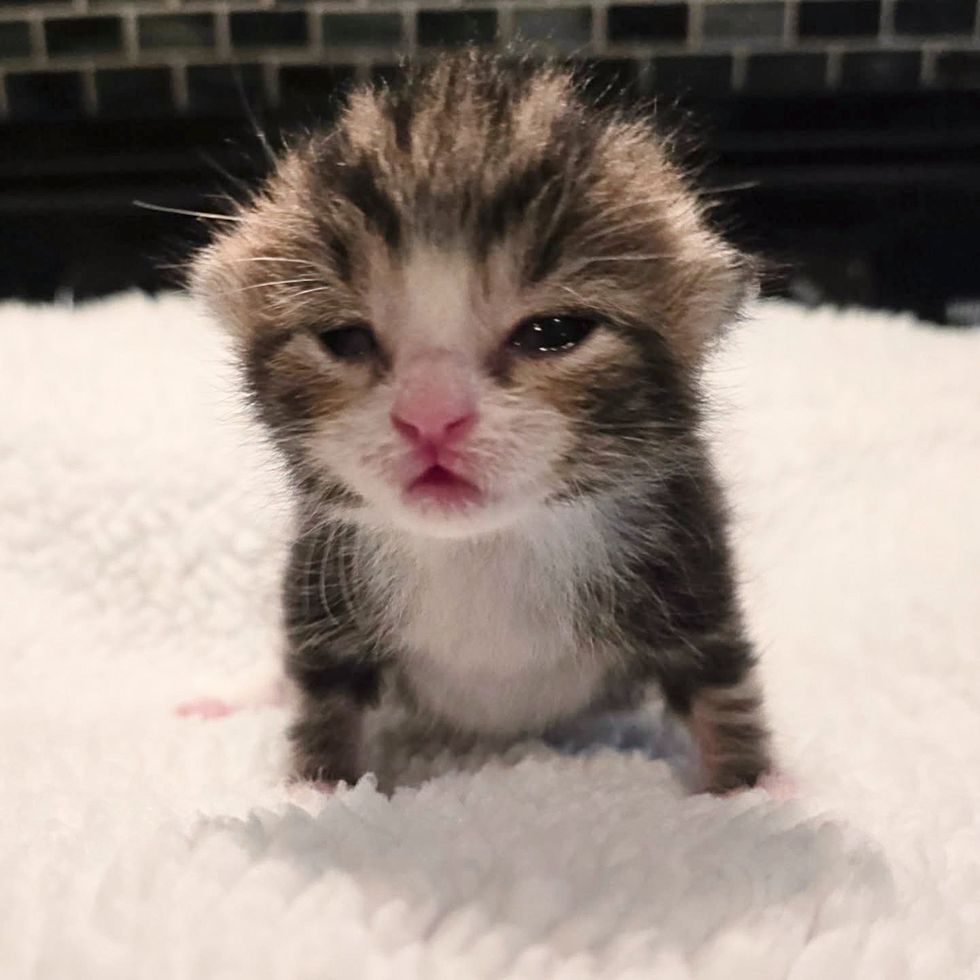 tiny tabby kitten eyes open