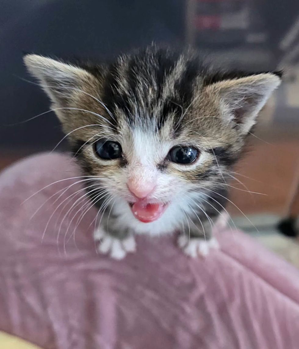 tabby kitten big ears meow