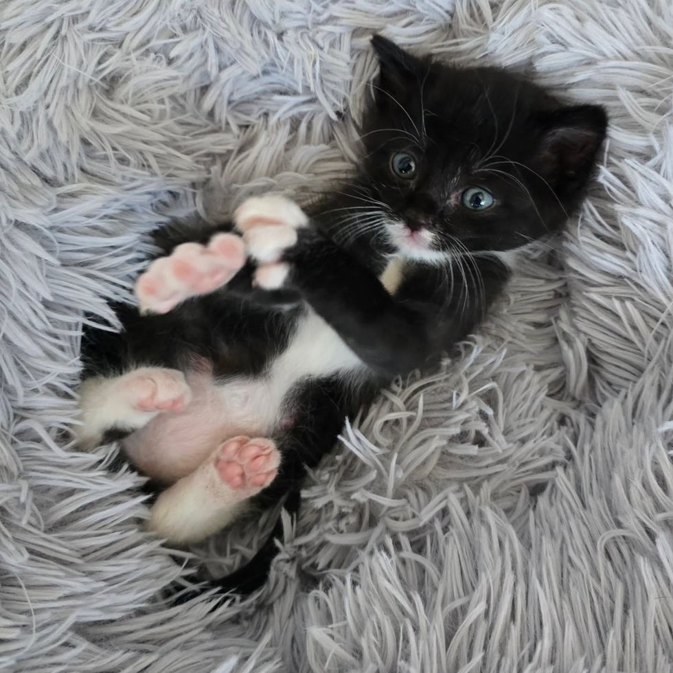 tuxedo kitten pink paws