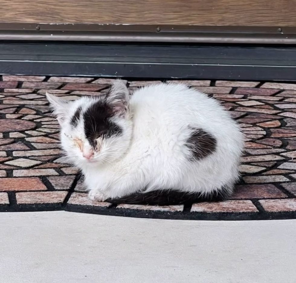 stray kitten porch