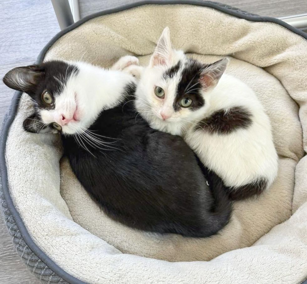 kittens snuggling friends